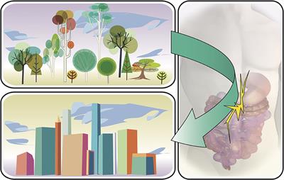 Therapeutic Potential of the Intestinal Microbiota for Immunomodulation of Food Allergies